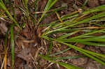 Oval-leaf sedge